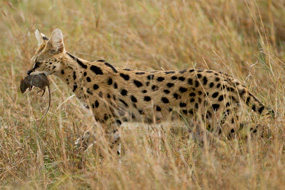 serval